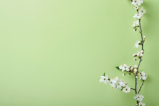 Spring Cherry Blossom. Abstract background of macro cherry blossom tree branch on green background. Happy Passover background. Spring womens day concept. Easter, Birthday, womens or mothers holiday.
