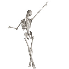 skeleton posing 3d render illustration with transparent background