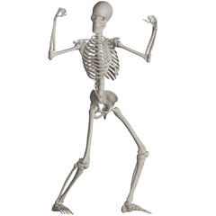 skeleton posing 3d render illustration with transparent background
