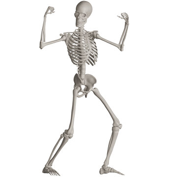 skeleton posing 3d render illustration with transparent background