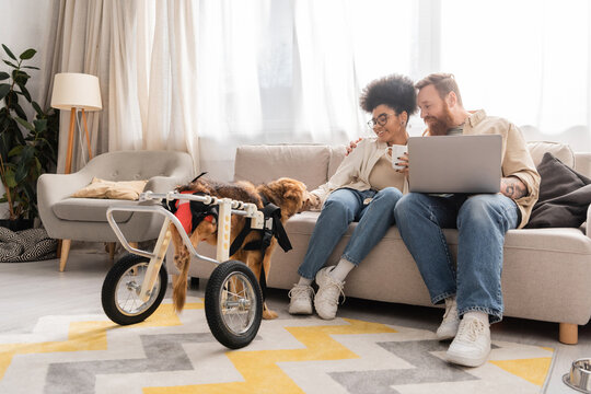 Smiling multiethnic couple with laptop and coffee looking at handicapped dog at home.