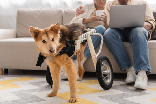 Disabled dog in wheelchair standing near blurred interracial couple with laptop on couch. - Powered by Adobe