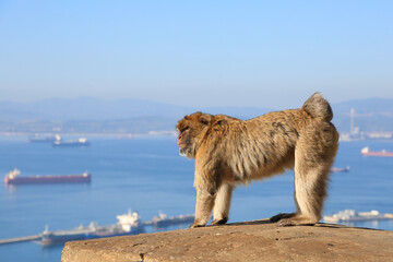 Naklejka na ściany i meble One Gibraltar magot is standing in profile on four legs on a hill and looking to the sea. Seascape. Gibraltar.