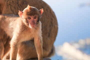 A Gibraltar magot child looks into the camera against the background of an adult monkey and the sea. Gibraltar. 