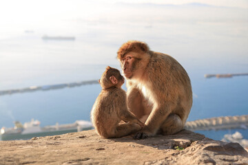 A mother of a Gibraltar magot with her child are sitting in the background of the sea. An adult monkey with a small child looks into the camera lens.  Gibraltar. Seascape.
