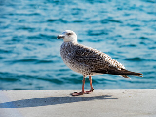 A young white-brown (ruffled color) gull with a white head stands on the edge of the embankment near the blue sea. Sunny day. Seagull shadow. Sea waves in the background. No people. Copy space.