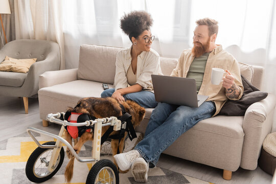 Smiling african american woman looking at boyfriend with coffee and laptop near disabled dog in wheelchair at home.