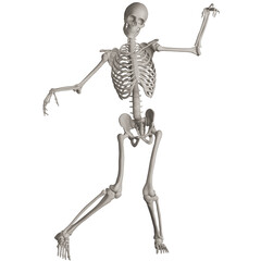 skeleton posing 3d render illustration with transparent background