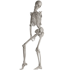 skeleton posing 3d render illustration with transparent background