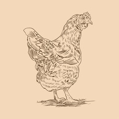 chicken husbandry. vector sketches on white. animal. breeding