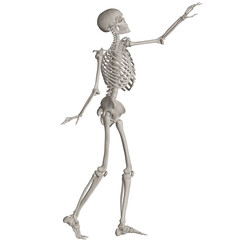 skeleton posing 3d render illustration with transparent background