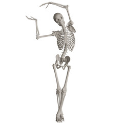 skeleton posing 3d render illustration with transparent background