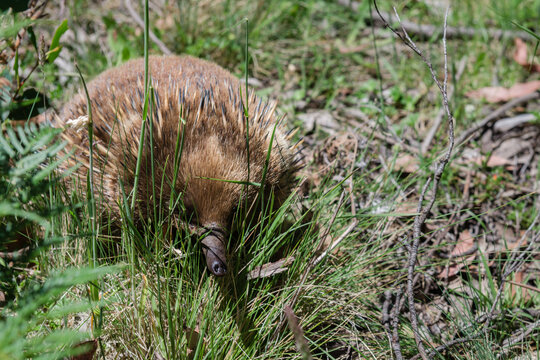 cute echidna peeking through grass