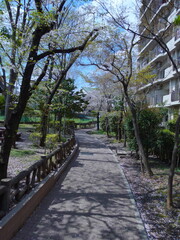 Fototapeta premium 並木道