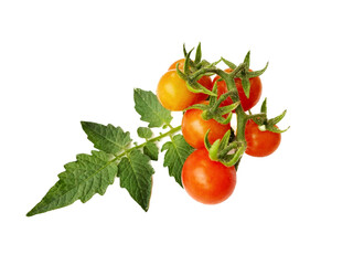 fresh tomato with leaf on white background.