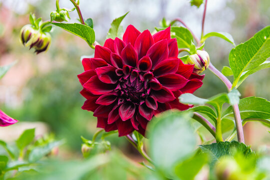 large red dahlia flower blooming in the garden