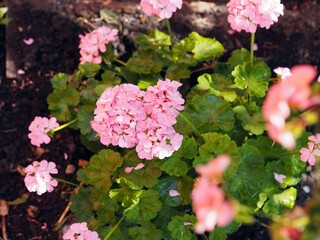 Summer floral background.Pink flowers of garden geranium.