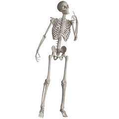 skeleton posing 3d render illustration with transparent background