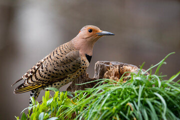 woodpecker