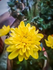 Obraz premium yellow dahlia flower