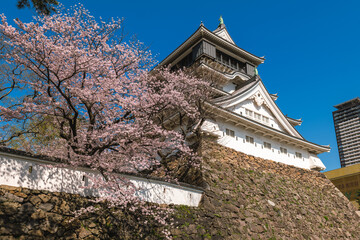 Cherry blossom at Kokura Castle in Kitakyushu, Fukuoka, Japan.