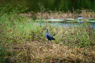 Purple Swamphen