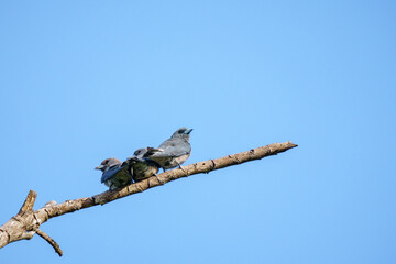Ashy Woodswallow, Artamus fuscus