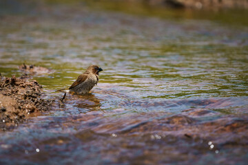 Scaly-breasted Munia, Lonchura punctulata.