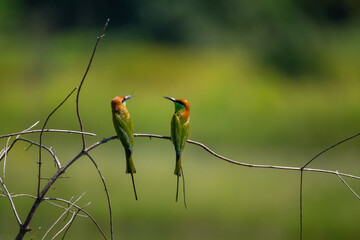 Green Bee-eater bird