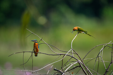 Green Bee-eater bird
