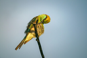 Green Bee-Eater, Little Green bee-eater