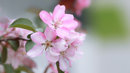 Malus floribunda. Blossom pink apple tree flowers in springtime. Japanese apple tree. Cherry blossoms in full bloom. Japanese spring scene. Blooming tree in the garden. Sakura flower. Spring orchard