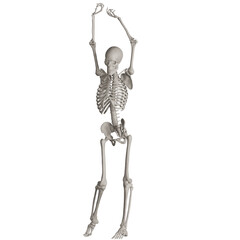skeleton posing 3d render illustration with transparent background