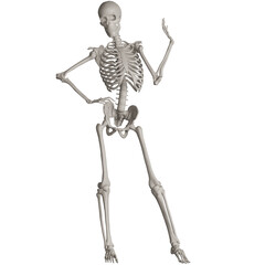 skeleton posing 3d render illustration with transparent background