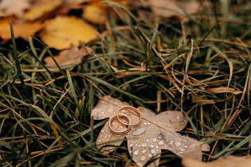 A close-up photo of the details of the wedding day. Wedding rings of the bride and groom in the grass with leaves. Macro photo of gold wedding rings