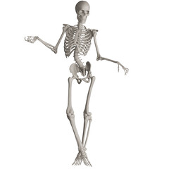 skeleton posing 3d render illustration with transparent background