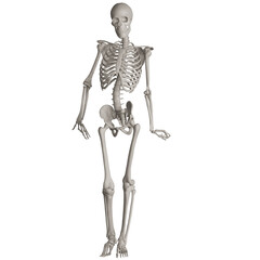 skeleton posing 3d render illustration with transparent background
