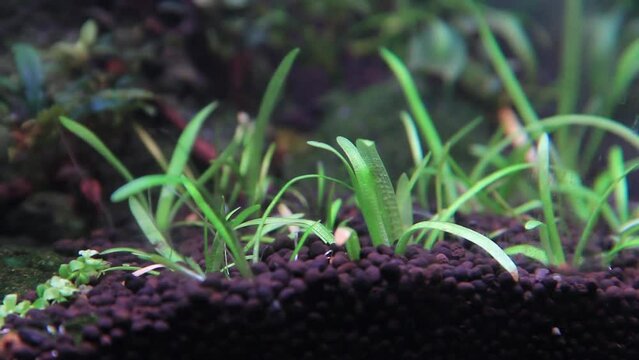 Aquatic plant Sagittaria subulata grass swaying in a fish tank