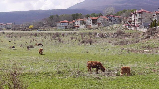 Cows on a field before mountain Lodges traditional village settlement with stone-built houses and red tile rooftops in Agios Athanasios, Greece.