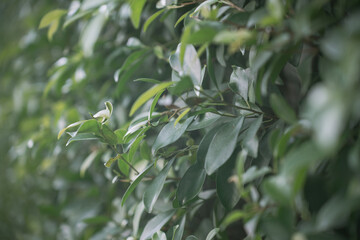 magnolia compressa with bokeh green background