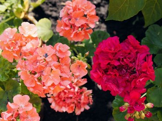 Summer floral background. Various garden geranium flowers grow in the garden.