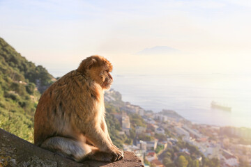 One Gibraltar barbary macaque is sitting on a hill and look towards the sea and town at sunset. Seascape. Gibraltar.
