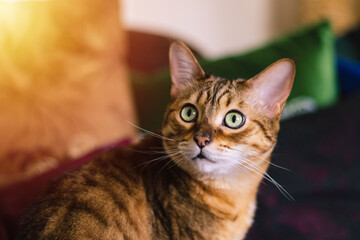 Sehr süße amüsierte Bengalkatze