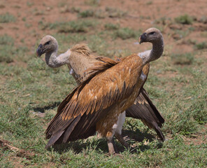 a white-backed and ruppell's griffon vulture standing alert together on the ground in the wild buffalo springs national reserve, kenya