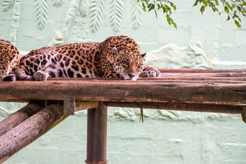 Um príncipe selvagem. Uma onça descansando em um palanque de madeira no zoológico © James H Becker
