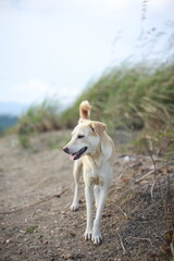 Pawsitively Precious A Gallery of Lovable cute little Dogs 