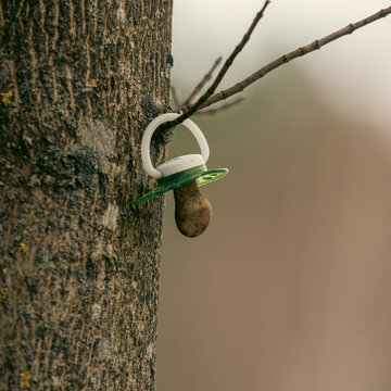 A child's pacifier is hung on a tree.