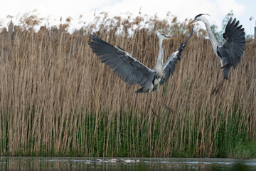 Grey heron (Ardea cinerea)