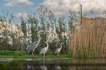 Grey heron (Ardea cinerea)