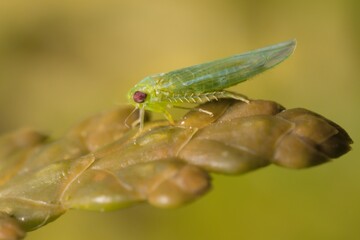 green insect Empoasca vitis on a yellow leaf